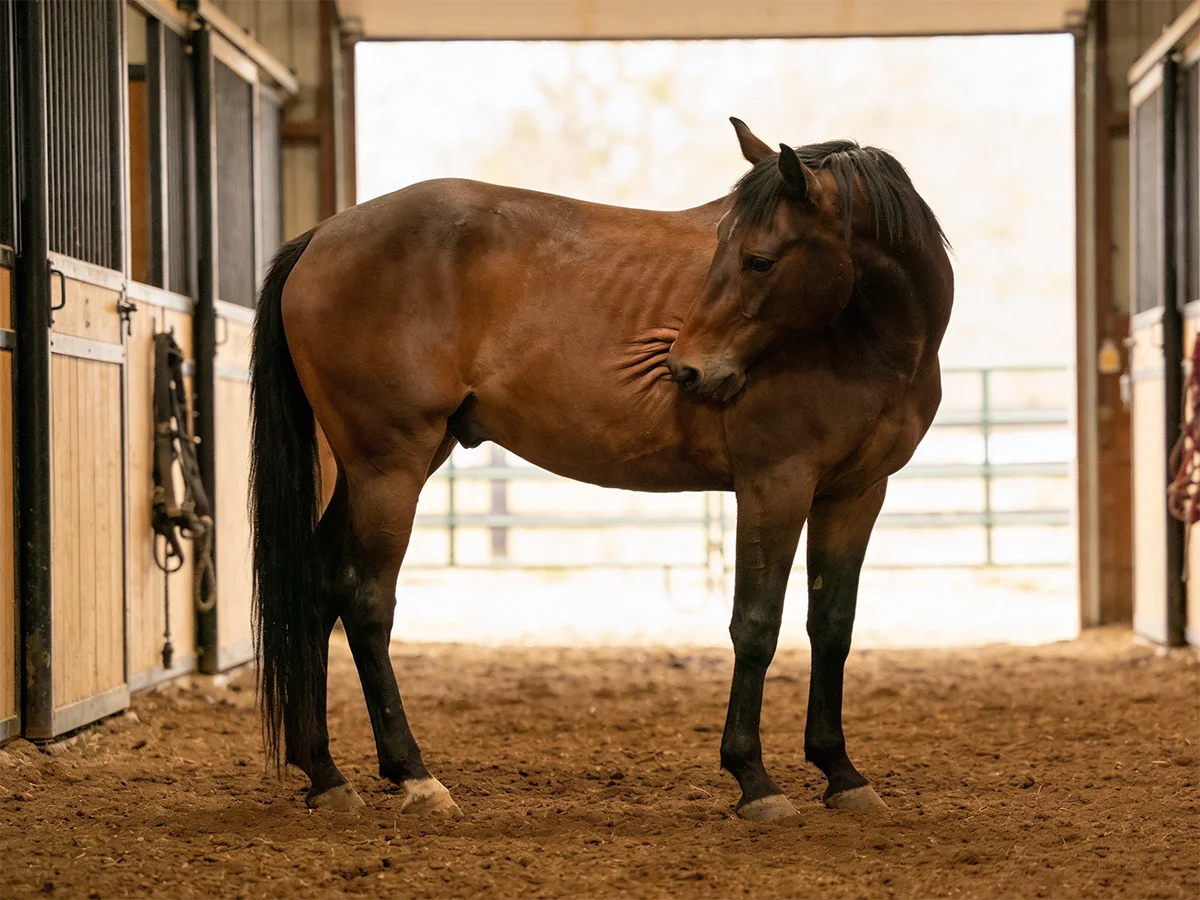 Cólica em cavalos: como identificar os sinais, o que pode causar e quando se preocupar